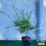 Acer palmatum 'Wilson's Pink Dwarf' - Érable du Japon