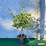 Acer Palmatum 'Zokumei' - Érable du Japon