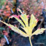 Acer pseudosieboldianum 'Artic Jade' - Érable du Japon