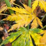 Acer pseudosieboldianum 'Artic Jade' - Érable du Japon