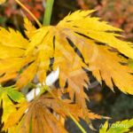 Acer pseudosieboldianum 'Artic Jade' - Érable du Japon
