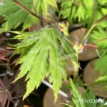 Acer pseudosieboldianum 'Artic Jade' - Érable du Japon