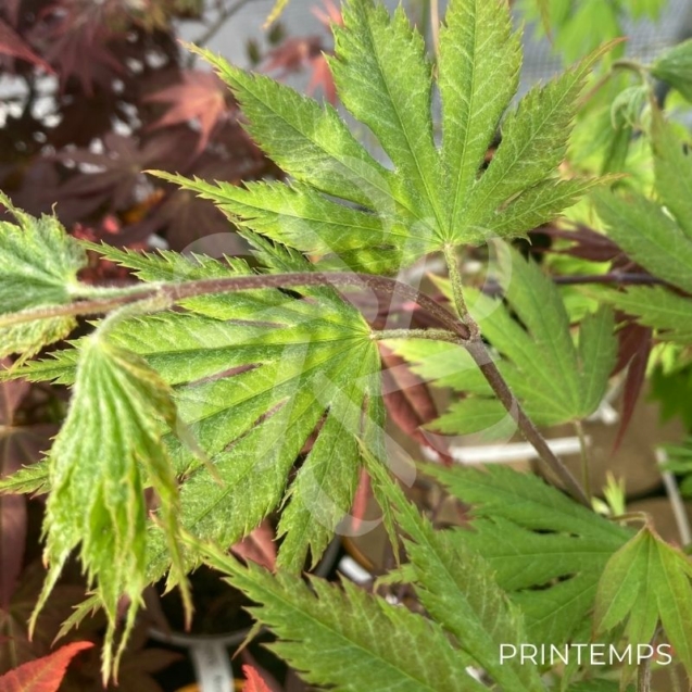 Acer pseudosieboldianum 'Artic Jade' - Érable du Japon