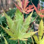 Acer pseudosieboldianum 'Artic Jade' - Érable du Japon