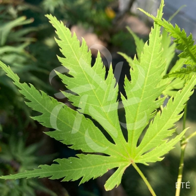 Acer pseudosieboldianum 'Artic Jade' - Érable du Japon