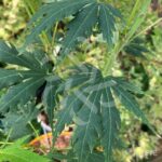 Acer pseudosieboldianum 'Artic Jade' - Érable du Japon
