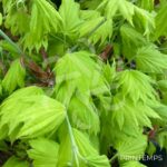 Acer shirasawanum 'Kinkakure' - Érable du Japon