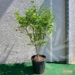 Acer shirasawanum 'Jordan' - Érable du Japon
