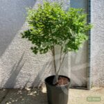 Acer shirasawanum 'Jordan' - Érable du Japon