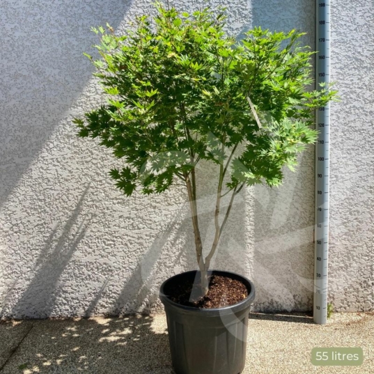 Acer shirasawanum 'Jordan' - Érable du Japon