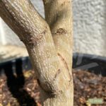 Acer shirasawanum 'Jordan' - Érable du Japon