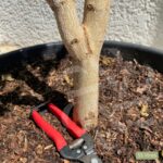 Acer shirasawanum 'Jordan' - Érable du Japon
