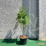 Acer shirasawanum 'Jordan' - Érable du Japon