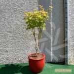 Acer shirasawanum 'Jordan' - Érable du Japon