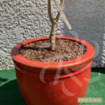 Acer shirasawanum 'Jordan' - Érable du Japon