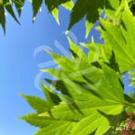 Acer shirasawanum 'Jordan' - Érable du Japon