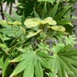 Acer shirasawanum 'Jordan' - Érable du Japon