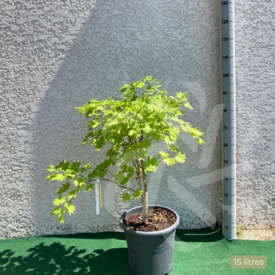 Acer shirasawanum 'Kinkakure' - Érable du Japon