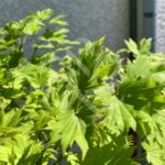 Acer shirasawanum 'Kinkakure' - Érable du Japon