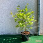Acer Shirasawanum 'Moonrise' - Érable du Japon