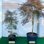 Érables du Japon - Acer palmatum - Palmatia Plantes