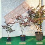Érables du Japon - Acer palmatum - Palmatia Plantes