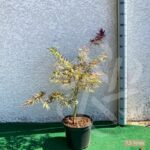 Acer palmatum 'Extravaganza' - Érable du Japon
