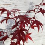 Acer palmatum 'Pixie' - Érable du Japon