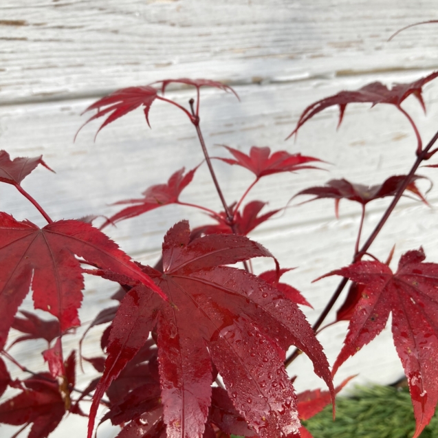 Acer palmatum 'Pixie' - Érable du Japon