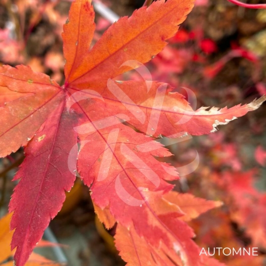 Acer palmatum 'Asahi Zuru' - Érable du Japon