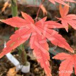 Acer palmatum 'Asahi Zuru' - Érable du Japon