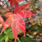 Acer palmatum 'Asahi Zuru' - Érable du Japon