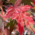 Acer palmatum 'Asahi Zuru' - Érable du Japon