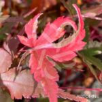 Acer palmatum 'Asahi Zuru' - Érable du Japon