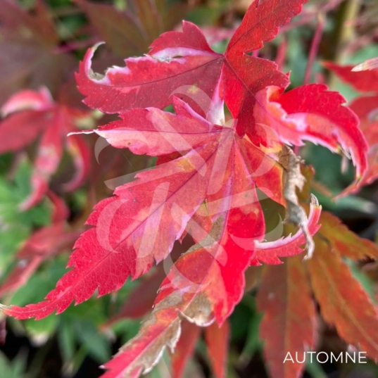 Acer palmatum 'Asahi Zuru' - Érable du Japon