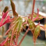 Acer palmatum 'Azahi Zuru' - Érable du Japon