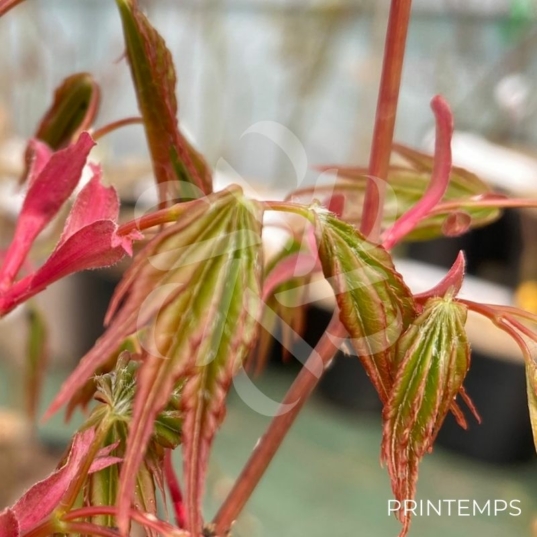 Acer palmatum 'Azahi Zuru' - Érable du Japon