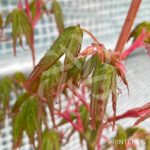 Acer palmatum 'Azahi Zuru' - Érable du Japon