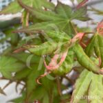 Acer palmatum 'Asahi Zuru' - Érable du Japon