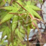 Acer palmatum 'Asahi Zuru' - Érable du Japon