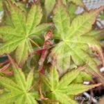 Acer palmatum 'Asahi Zuru' - Érable du Japon