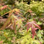 Acer palmatum 'Asahi Zuru' - Érable du Japon