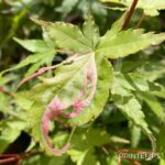 Acer palmatum 'Asahi Zuru' - Érable du Japon
