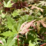Acer palmatum 'Asahi Zuru' - Érable du Japon