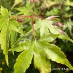 Acer palmatum 'Asahi Zuru' - Érable du Japon