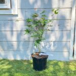Acer palmatum 'Azahi Zuru' - Érable du Japon