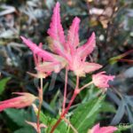 Acer palmatum 'Azahi Zuru' - Érable du Japon