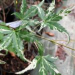 Acer palmatum 'Azahi Zuru' - Érable du Japon