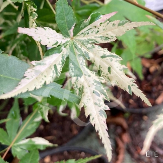 Acer palmatum 'Azahi Zuru' - Érable du Japon