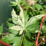 Acer palmatum 'Azahi Zuru' - Érable du Japon